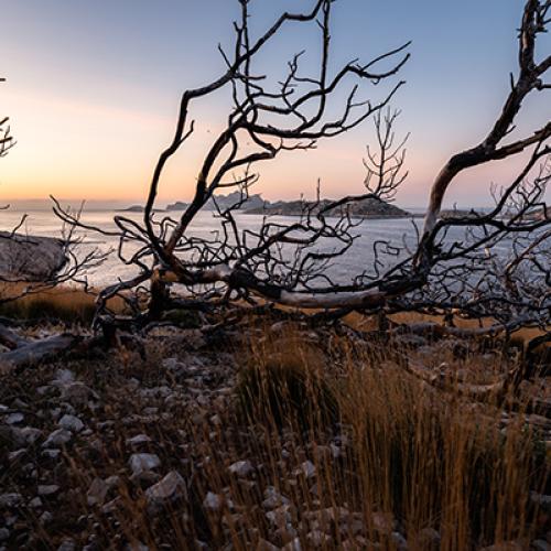  © Maxime Bérenger / Parc national des Calanques