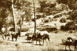A donkey caravan in the Calanques at the beginning of the 20th century