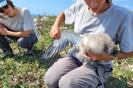 Célia en suivi naturaliste sur le puffin de Scopoli. © Jane Dziwinski, Parc national des Calanques