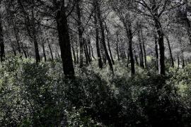 Forêt de Luminy portant la trace des incendies © F. Gérard