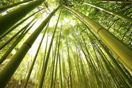 Bambous au parc du Mugel © F. Launette