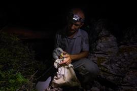 Préparation à la pesée d'un puffin de Scopoli. © Maxime Bérenger, Parc national des Calanques