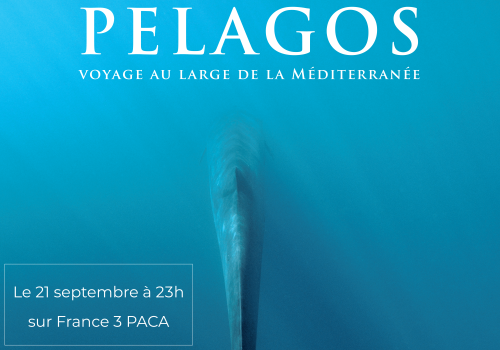 Affiche du reportage Pelagos