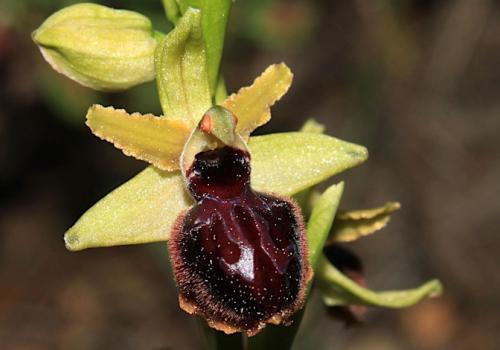 Orchidée sauvage