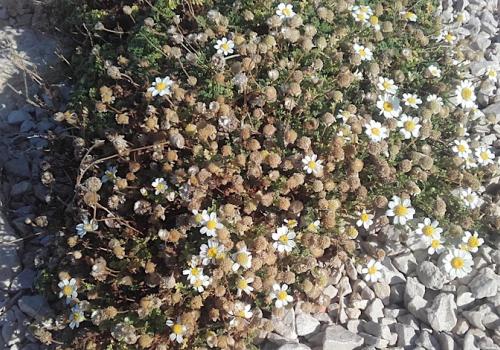 Fleurs blanches