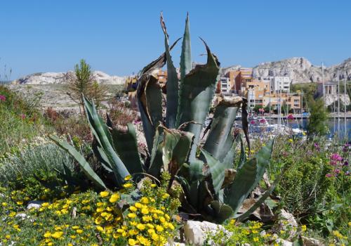 agave4_ld.jpg