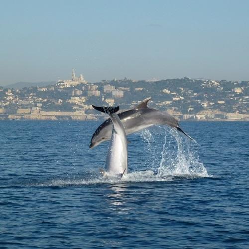 1_tursiops_-_jp_durand_42_-_500x500_-_copie.jpg