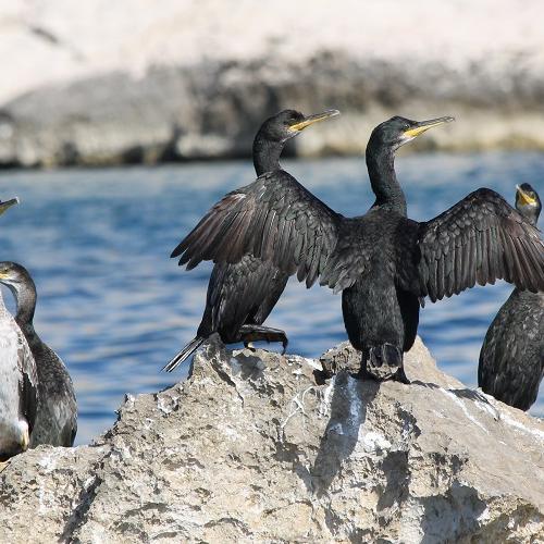 2-cormoran-huppe-calanques-marseille-cassis-la-ciotat.jpg