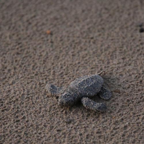 Un tortillon sur la plage de Saint Cyr sur Mer