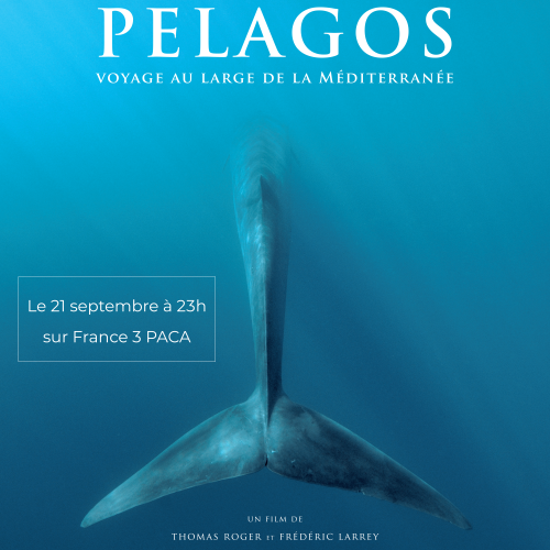 Affiche du reportage Pelagos