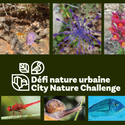 Visuel City Nature Challenge