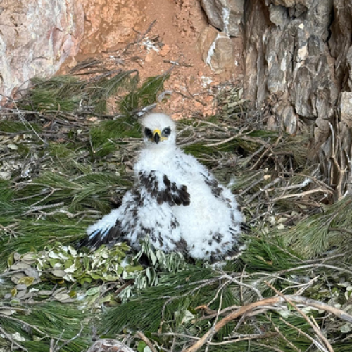 Aigle de bonelli