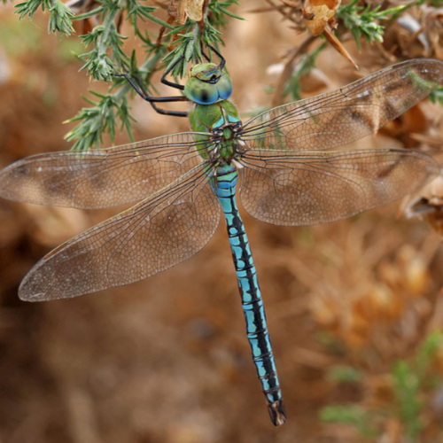 Anax Empereur