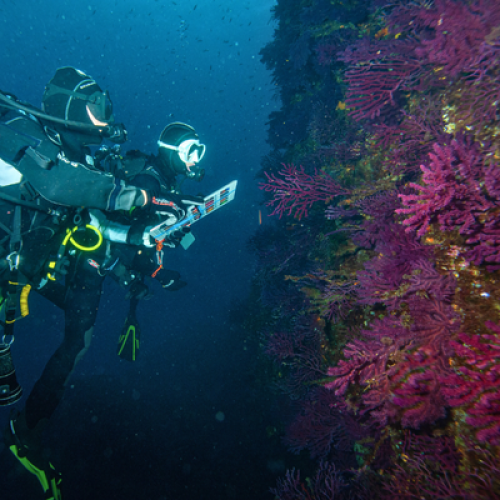 Suivi scientifique des gorgonnes rouges
