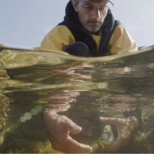 Visuel relâcher de Daurade