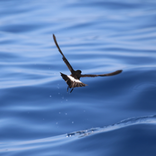 Océanite tempête