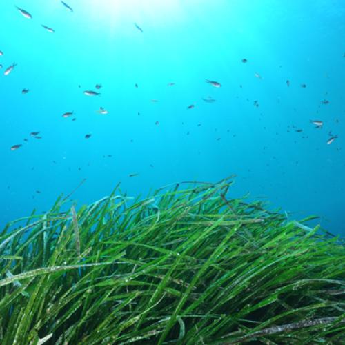 400400posidonia_oceanica_herbiers_de_posidonie_colivier_bianchimani_cconvention_9.jpg