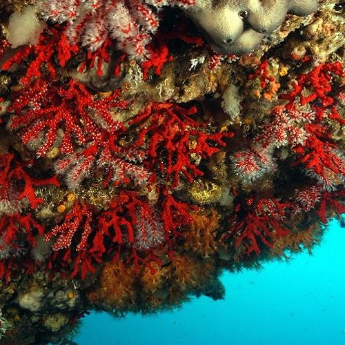 corail-rouge-roland-graille-parc-national-calanques-marseille-cassis-la-ciotat.jpg