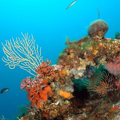 coralligene-o-bianchimani-calanques-marseille-cassis.jpg