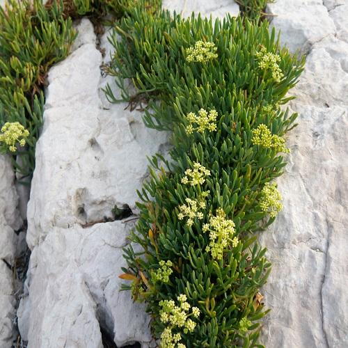 fenouil_de_mer_500x500.jpg