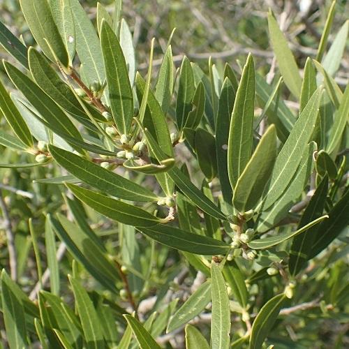 filaire_o_feuilles_ctroites_500x500.jpg