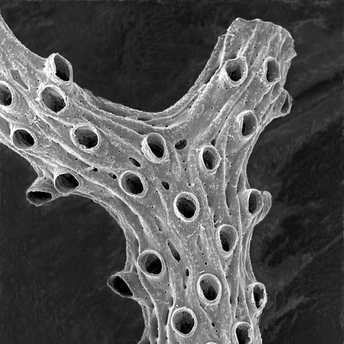 horneramediterranea-frontale_bar400microns_phot-jgh_-_copie.jpg