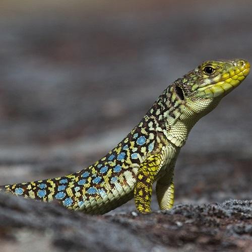 lezard-ocelle-j-celse-parc-national-calanques-marseille-cassis-la-ciotat.jpg