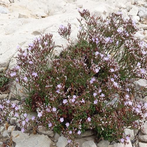 limonium_pseudominutum3_gipsaladelle_naine_de_provence.jpg