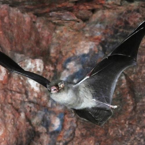 minioptere-schreibers-launette-parc-national-calanques-marseille-cassis-la-ciotat.jpg