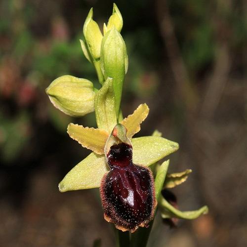 ophrys_de_marseille_500x500.jpg