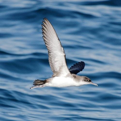 puffin-mediterranee-1-n-bazin-parc-national-calanques-marseille-cassis-la-ciotat.jpg