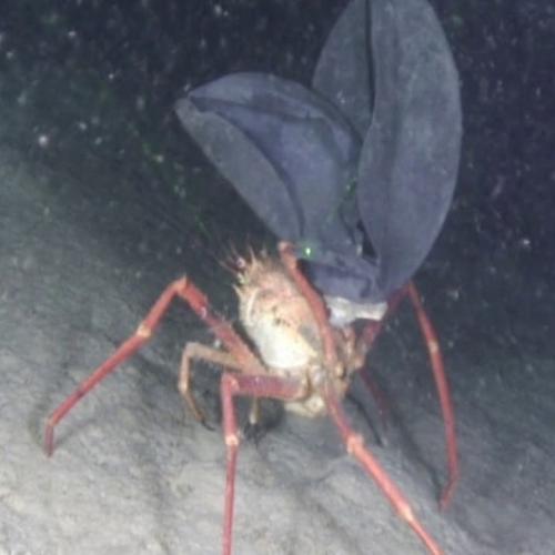 Le crabe Paromola cuvieri