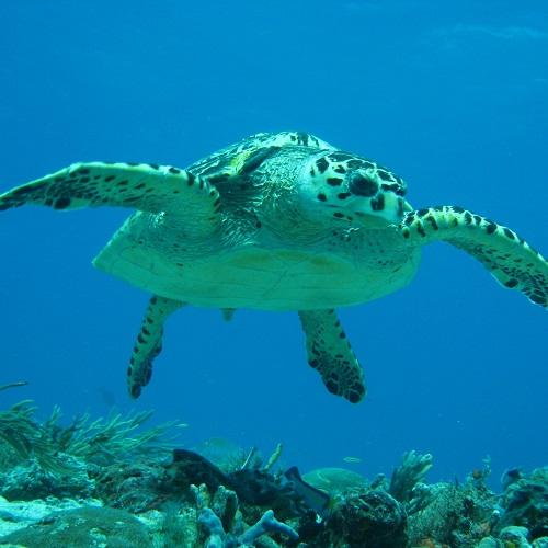 Découvrir la faune aquatique - Julesetmoa