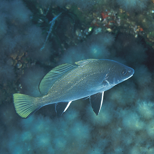 Découvrir la faune aquatique - Julesetmoa