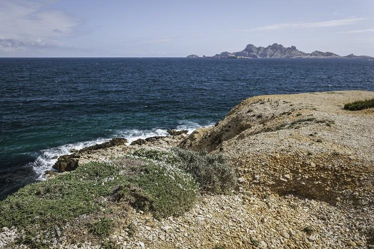 astragale_de_marseille_calanque_de_marseilleveyre_et_riou_-maxime_berenger.jpg