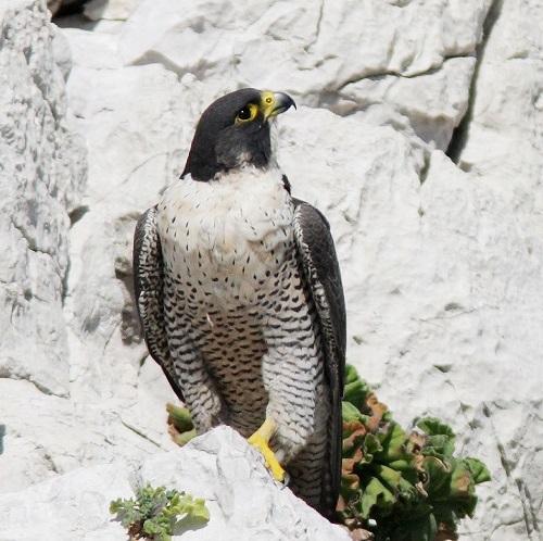 faucon-pelerin-1-jp-durand-calanques-marseille-cassis-la-ciotat.jpg