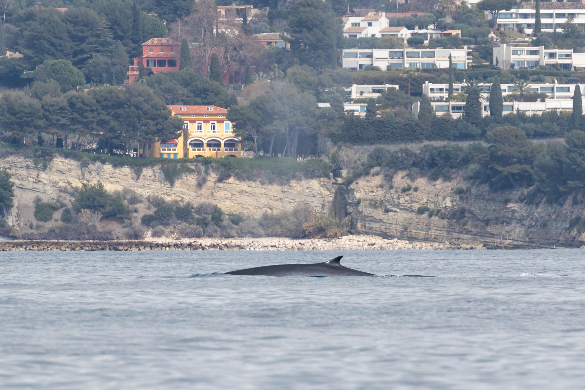 Rare observation d'un rorqual commun dans les Calanques | Parc national ...