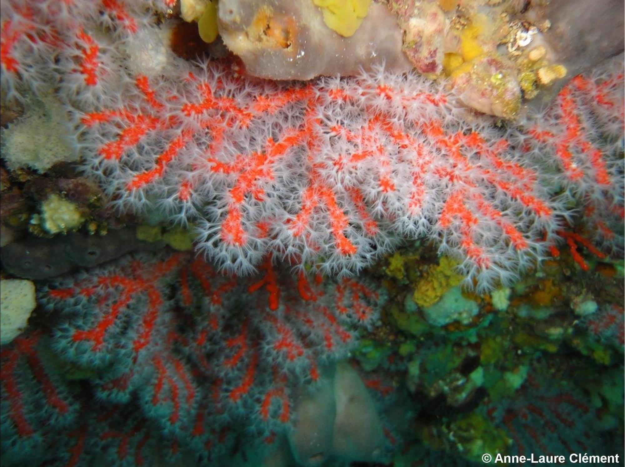 Corail rouge 