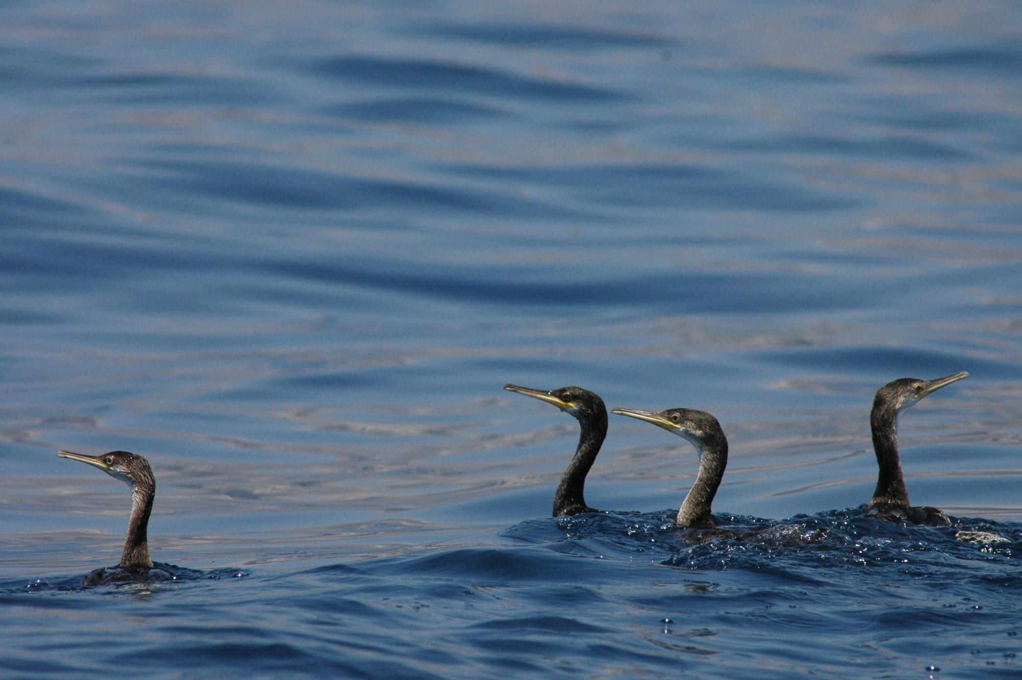 Cormorans © CEN PACA