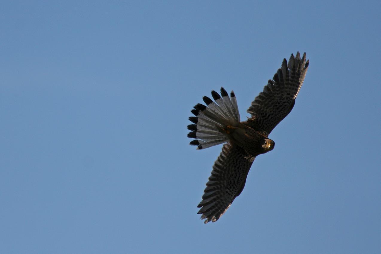 Faucon crecerelle © J-P Durand