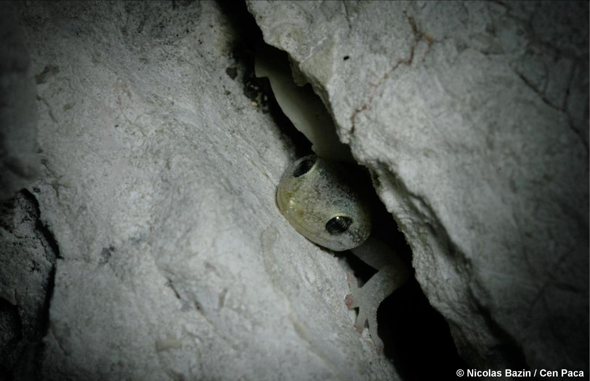 Phyllodactyle d'Europe