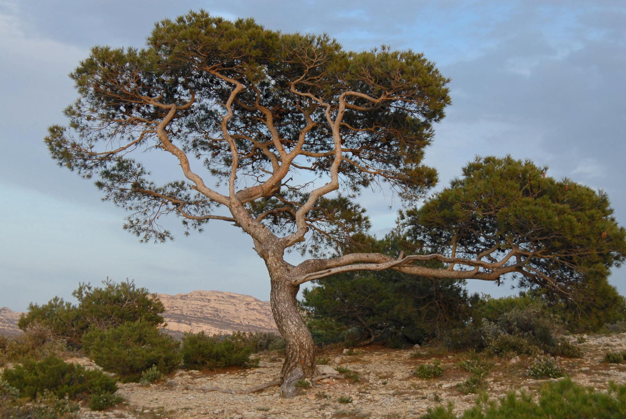 Pin d'Alep © Pncal