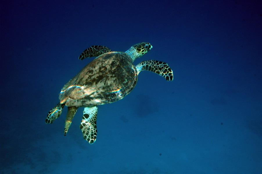 Tortue caouanne © Olivier Bianchimani