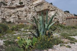 Agave d'Amérique 