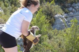 Aigle de Bonelli dans les main des soigneurs