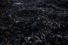 Un tortillon évolue sur les galets pour rejoindre la mer