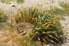 Un nid de Goélands sur un Lys des Sables, plante protégée des îles de Marseille