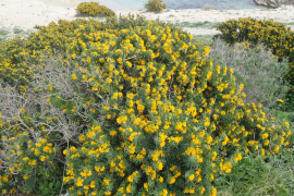 Luzerne arborescente, une espèce envahissante dans les Calanques