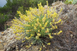 Anthyllis faux cytise