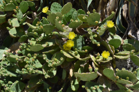 Figuier de barbarie, une espèce envahissante dans les Calanques